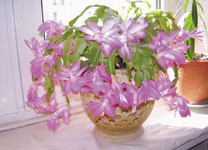 Домашно цвете зигокактус