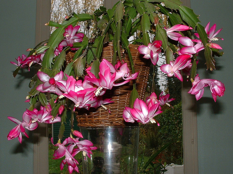 Растение за домашен зигокактус