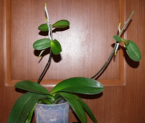 Как да отглеждаме орхидея у дома