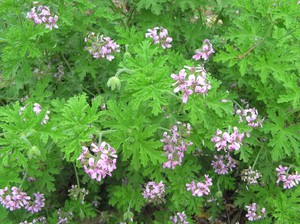 Ароматът на пеларгония е полезно растение за здравето.