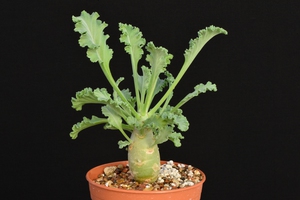 Pelargonium Klingardtense е най-необичайният вид здравец.