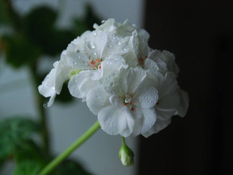 Бял здравец - цветето може да се види на снимката.