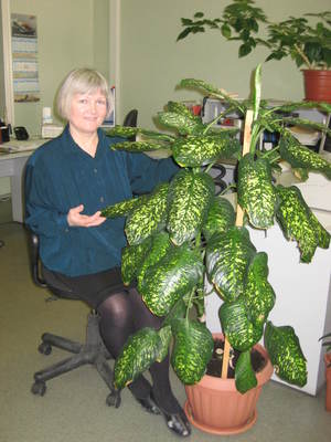 Домашното растение дифенбахия е отровно, трябва да се грижите за него с ръкавици.
