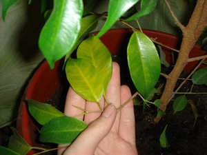 Ficus benjamin оставя сухи