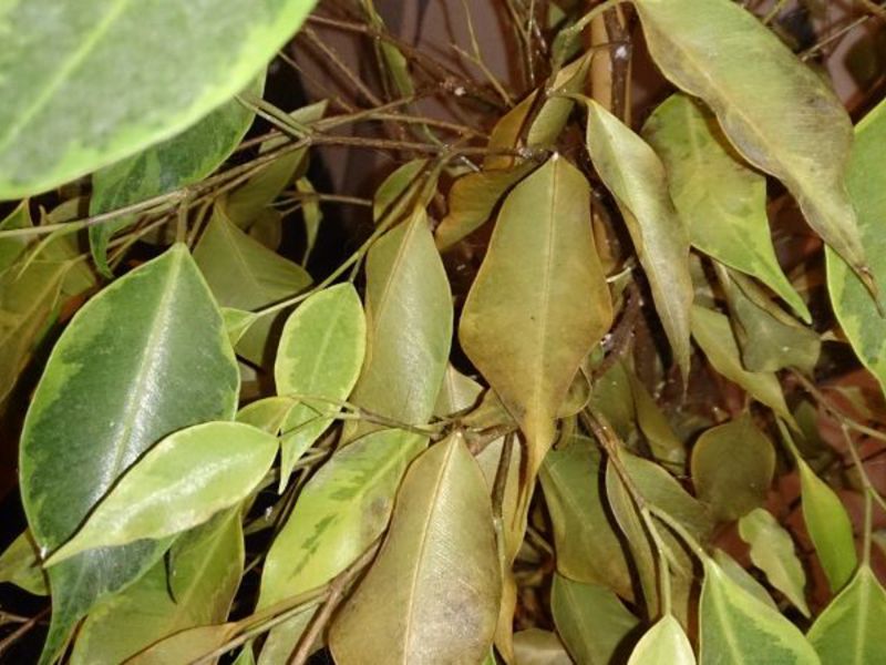 Ficus benjamin и неговите заболявания