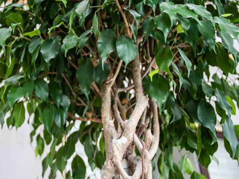 Ficus вредители