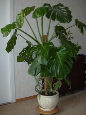 Грижа за чудовище у дома, снимка на растение