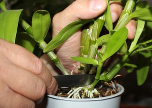 Описание на методите за размножаване на орхидеи