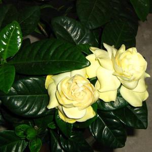 Цветята на гардения могат да бъдат бели или жълти.