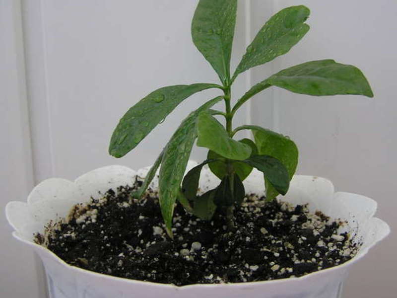 Гардения може да се отглежда от семена у дома.