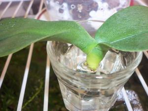Орхидеята Phalaenopsis пониква в чаша вода