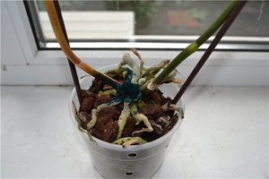 Реанимацията на орхидеите е трудна задача, но при желание растението често може да бъде върнато към живот