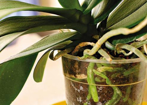 Орхидея без корени може да бъде реанимирана във вода с хранене.