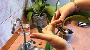 Спасяваме орхидеята у дома - при правилна грижа ще се появят нови корени