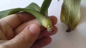 Орхидея расте без корени в съд с вода