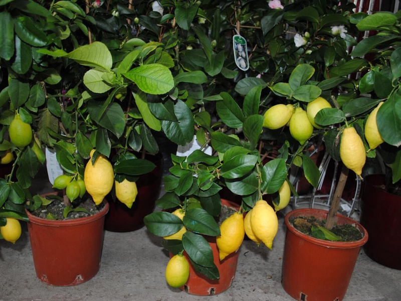 Списък и описание на сортовете стайни лимони