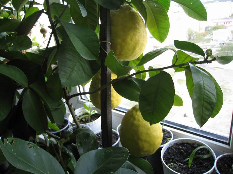 Описание на външния вид на закрит лимон Ponderosa