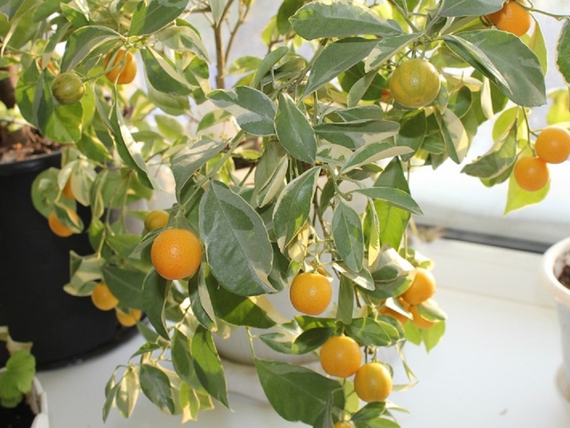 Характерно описание на пъстрия лимон Eureka