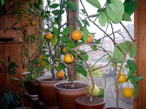 Нюансите на отглеждането на стайни лимони