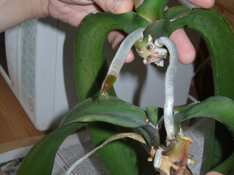 Как се размножава орхидея