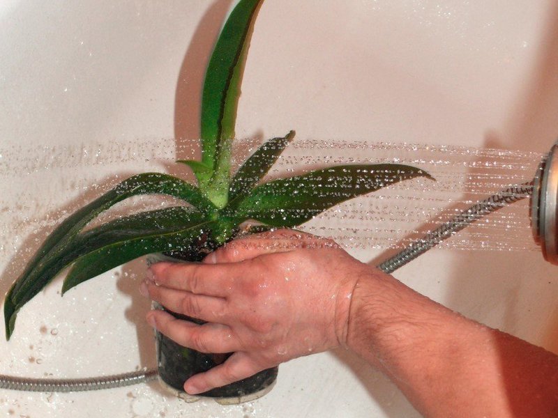 Как правилно да поливате орхидея