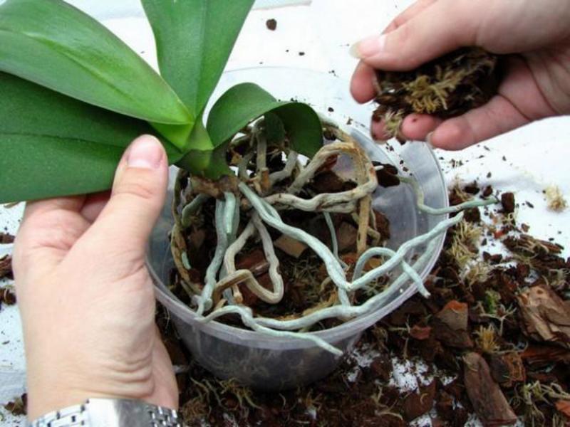 Как правилно да трансплантирате орхидея