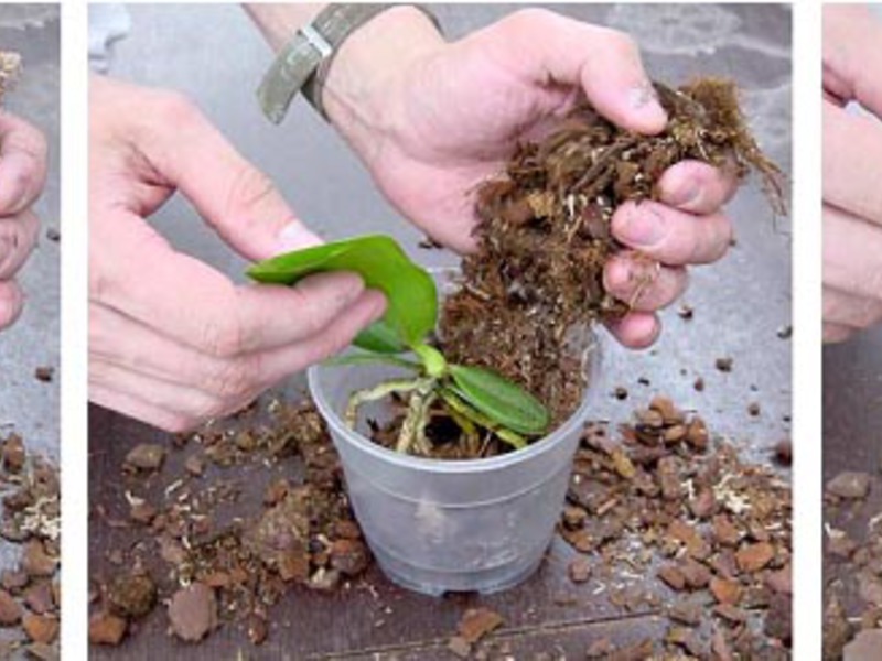 Как се размножава орхидея