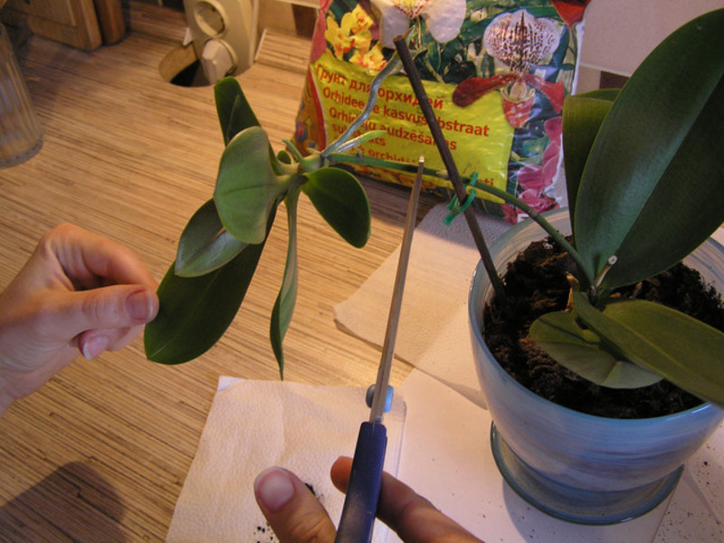 Трансплантация на орхидея у дома