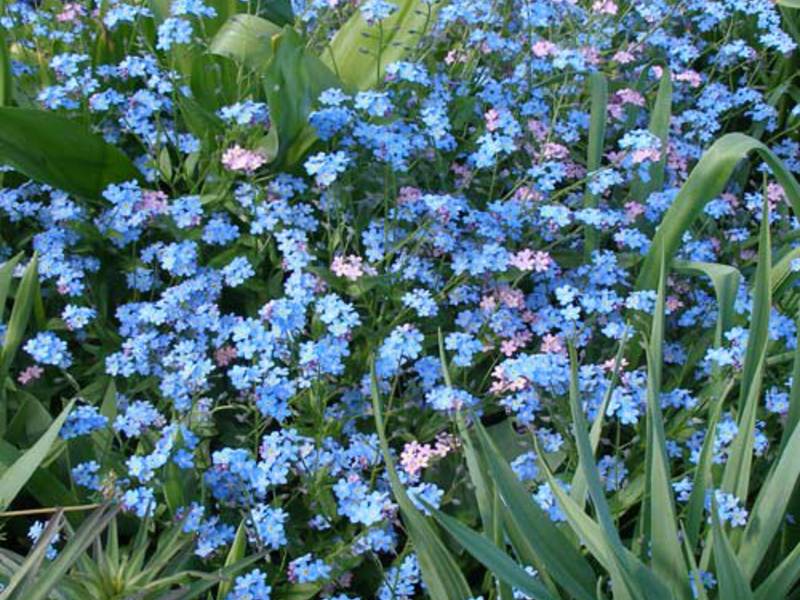 Сини цветя за незабравка