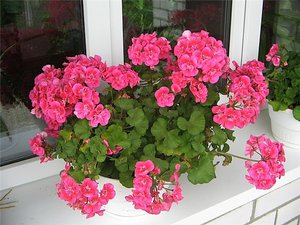 Kako razmnožavati i uzgajati cvijet pelargonije kod kuće