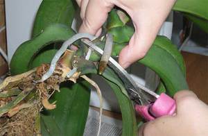 Методи за размножаване на орхидеи
