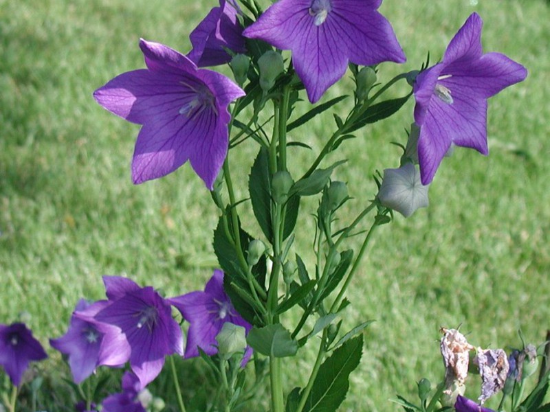 Градинско деликатно цвете Платикодон