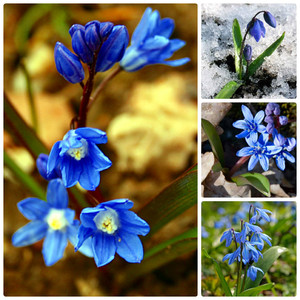 Северните и южните райони радват пролетта със своите цветя от различни видове.