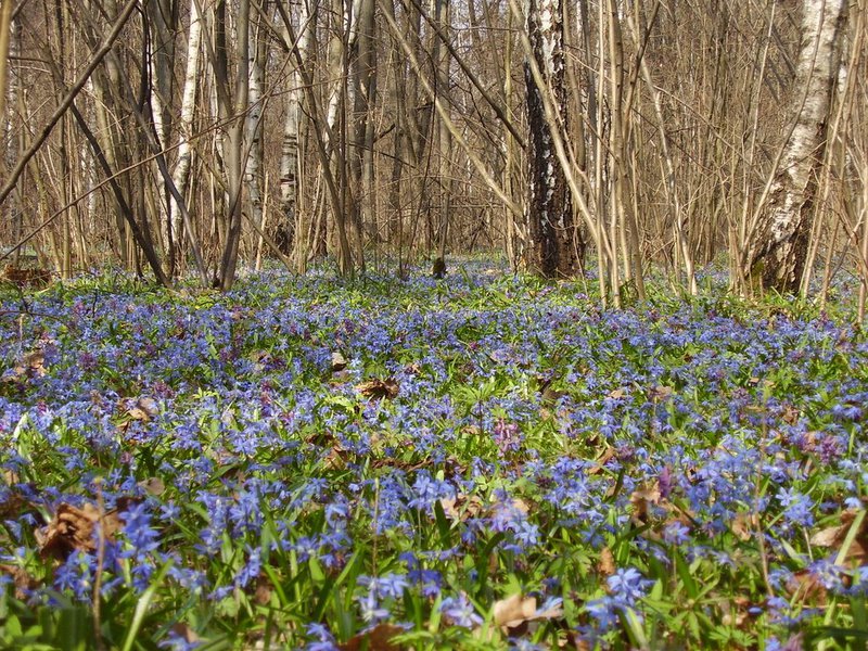 Везни в гората - поляната е покрита с цветя.