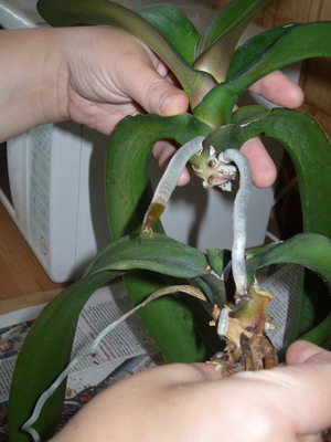 Настройка на температурата на орхидеята