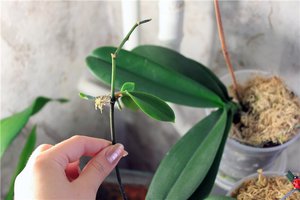 Какви условия да създадете за орхидея