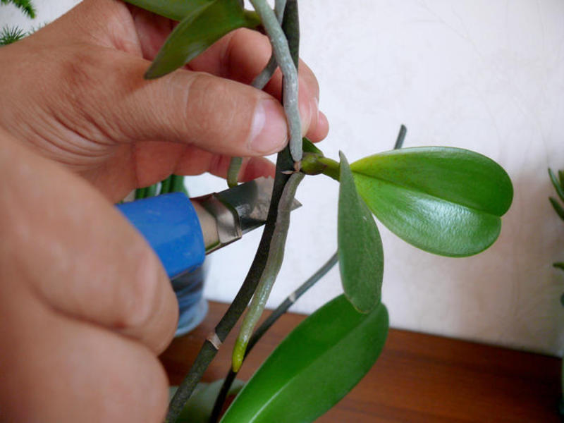 Как се размножава една орхидея