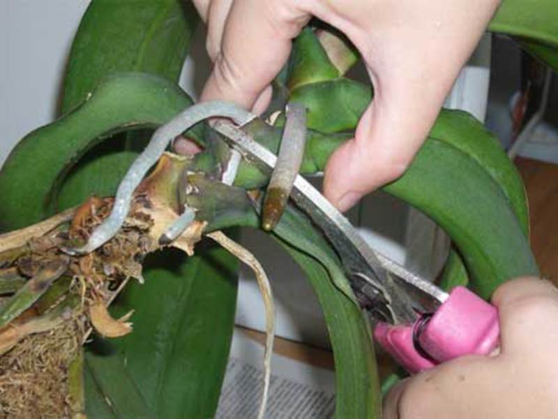 Размножаване на орхидеи