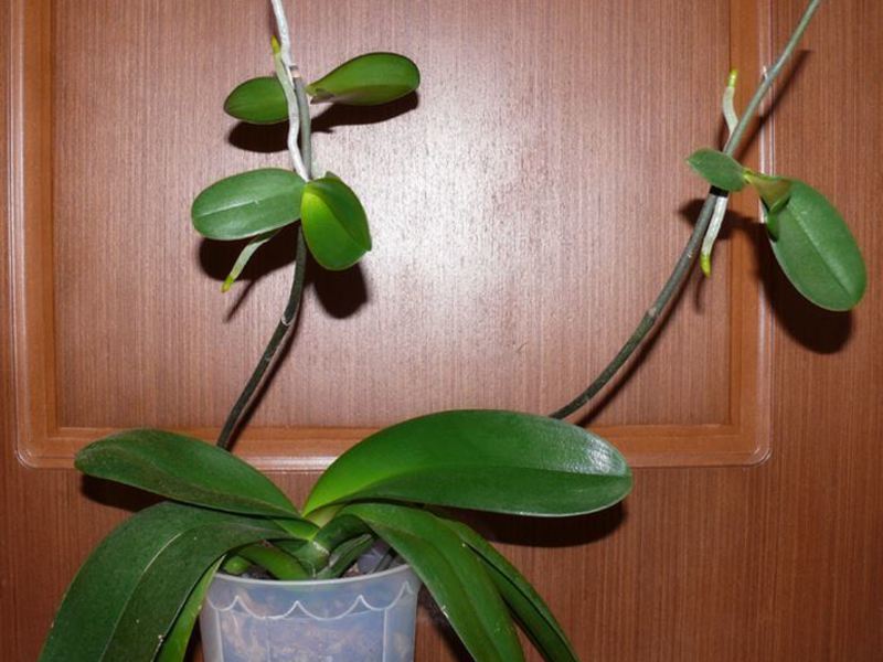 Вътрешна орхидея
