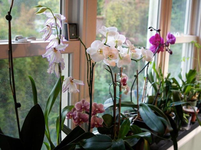 Разцвет на орхидея