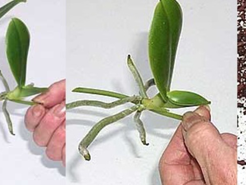 Размножаване на орхидеи.