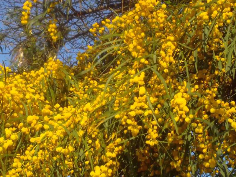 Жълт храст на мимоза