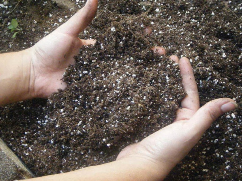 Описание на методите за подготовка на почвата за засаждане на семена от петуния