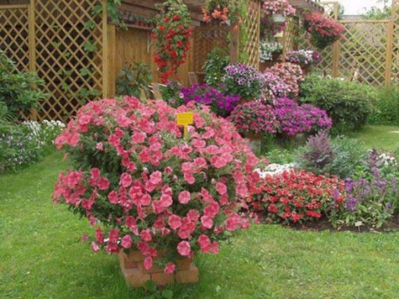 Петунии като кралица на градината - декориране на градината с тези красиви цветя