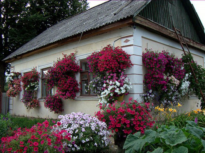 Къщата и парцелът могат да бъдат украсени с цветя от петуния