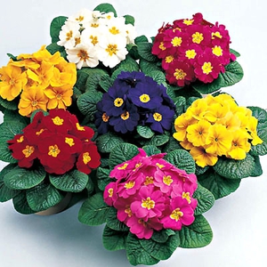 Иглика са цветя, които се предлагат в много различни нюанси.