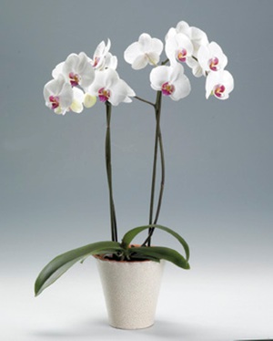 Как да засадите орхидея