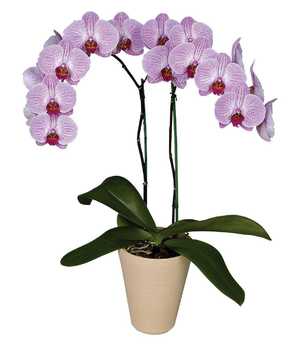 Сортове орхидеи