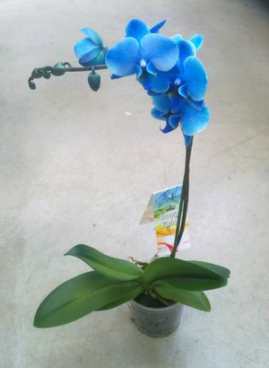 Как да се грижим за орхидеите