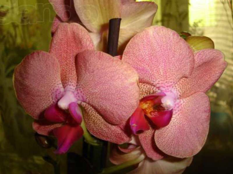 Условия за отглеждане на орхидеи у дома
